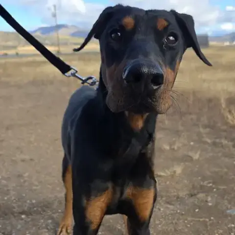 Rambo