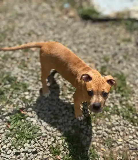 Hazel