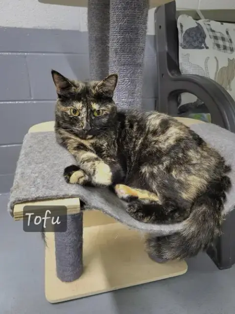 Tofu photo 2