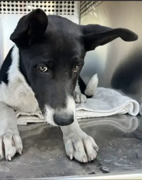 Laika