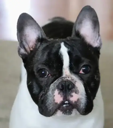 Oreo