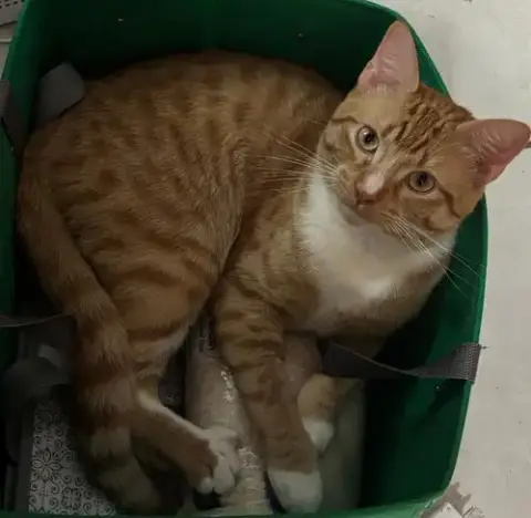 Peanut