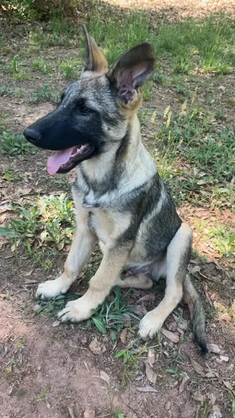 Ryker photo 2