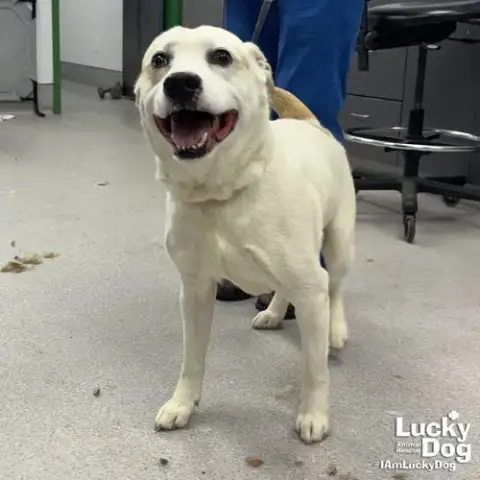 Beasty Boy