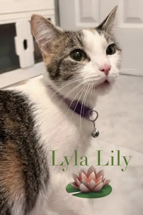 Lyla Lily