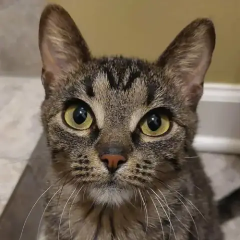 Paloma