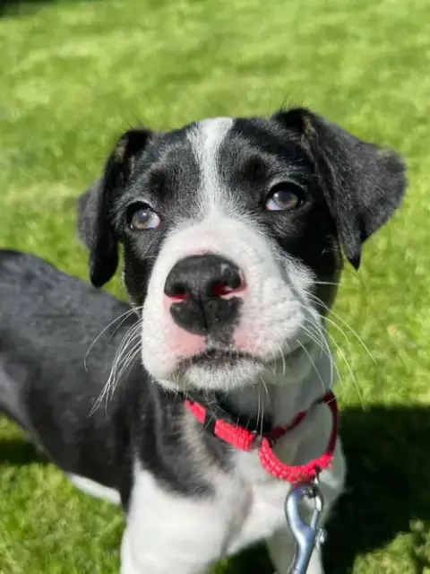 Harper