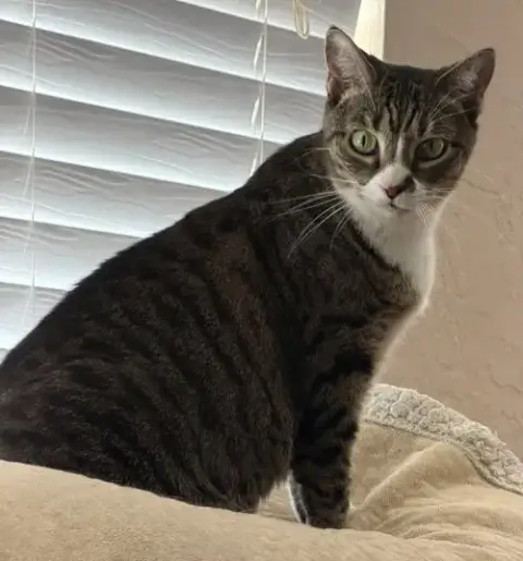 Baby The Sweet Tabby photo 4