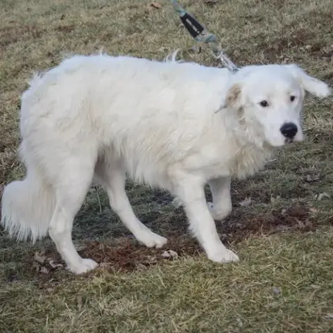 Colt photo 2