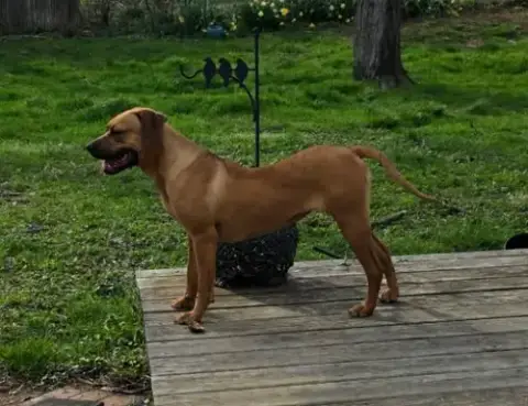 Nala photo 3