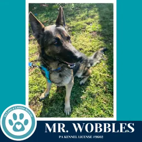 Mr. Wobbles 042526 photo 3