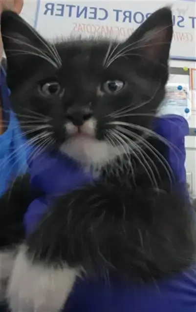 Simba