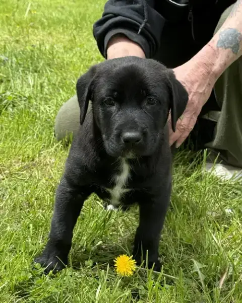 Kojak