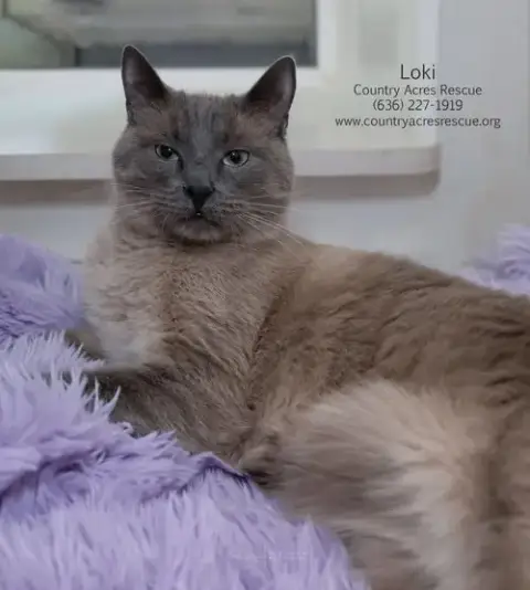 Loki photo 2