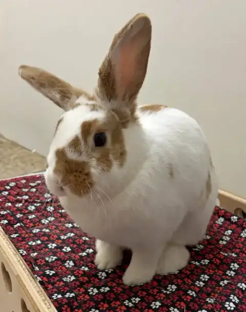 Almond Butter "Abby" photo 2