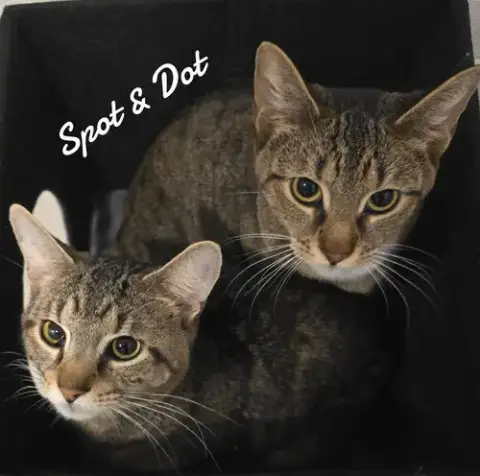 Spot & Dot