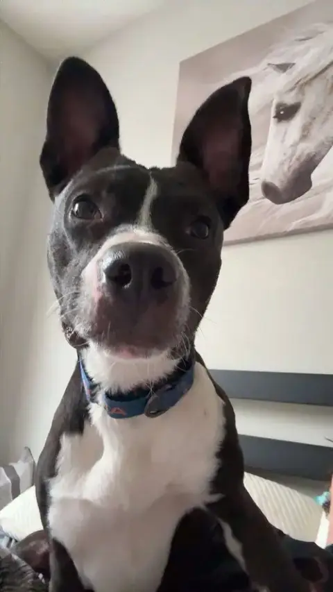 Harvey
