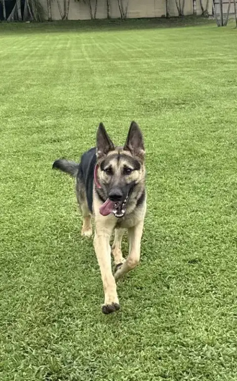 Zeus 3122 photo 2