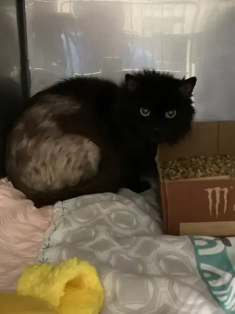 Cheesecake- Bonded Pair photo 2