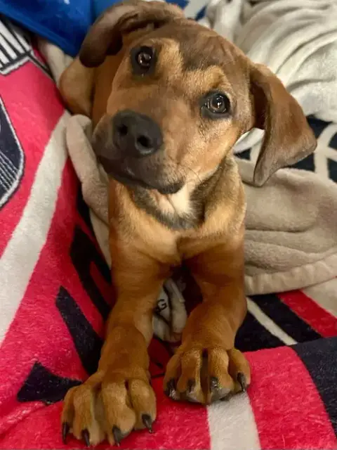 Juliet