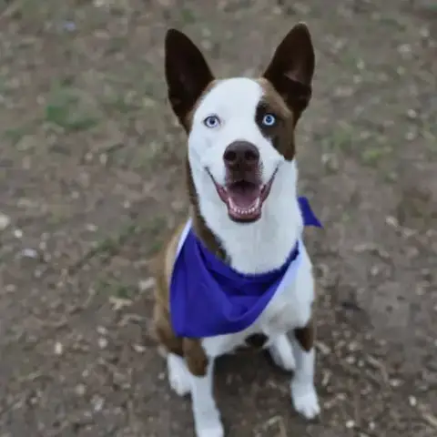 Gabriella