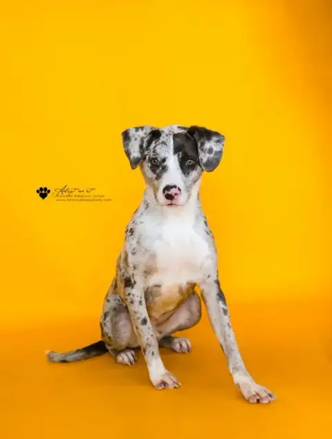 Vincent-$75 Adoption Fee! Diamond Dog!