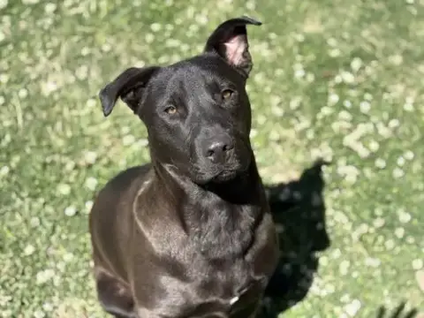 Junior