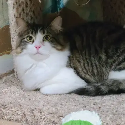 6796