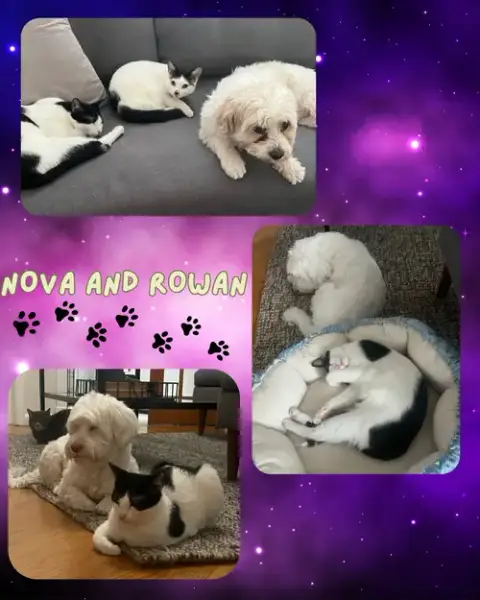 Nova And Rowan- Dog Friendly! photo 2