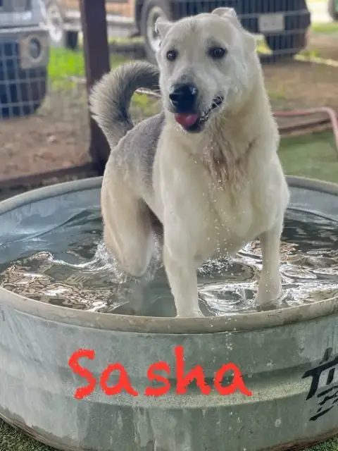 Sasha photo 5