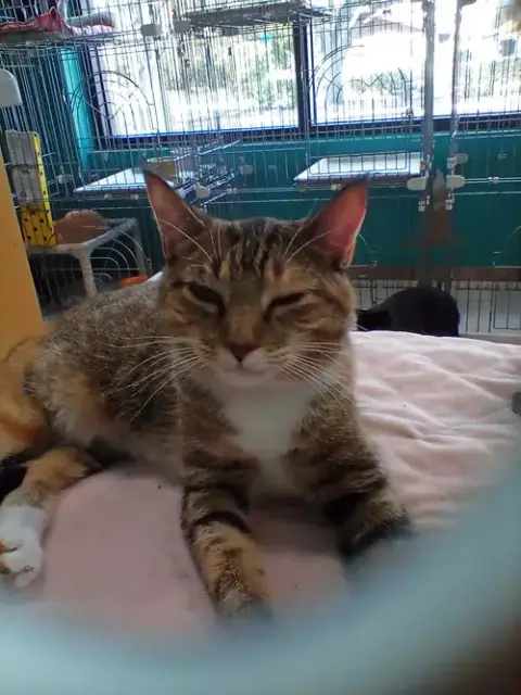 China Cat photo 2