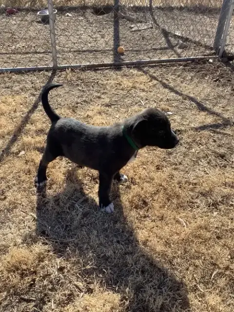 Maverick