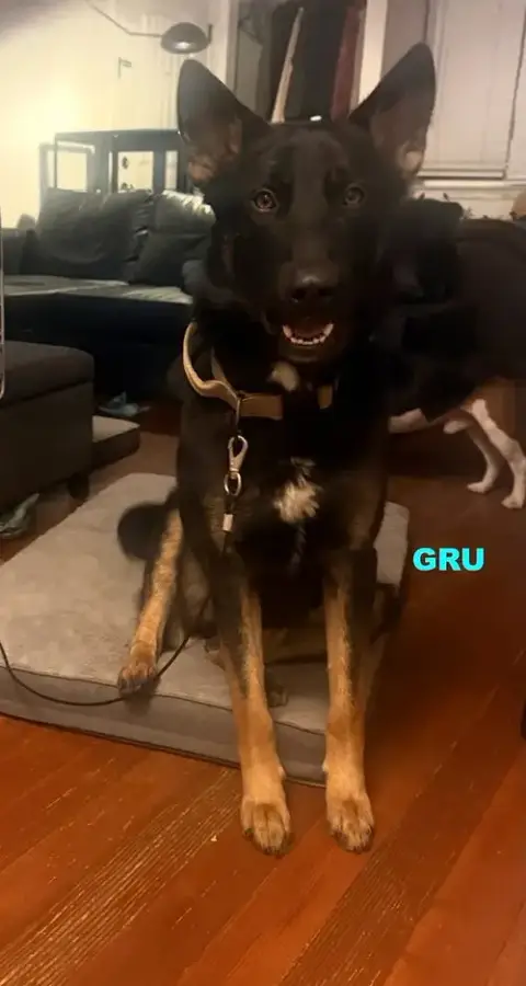 Gru photo 4