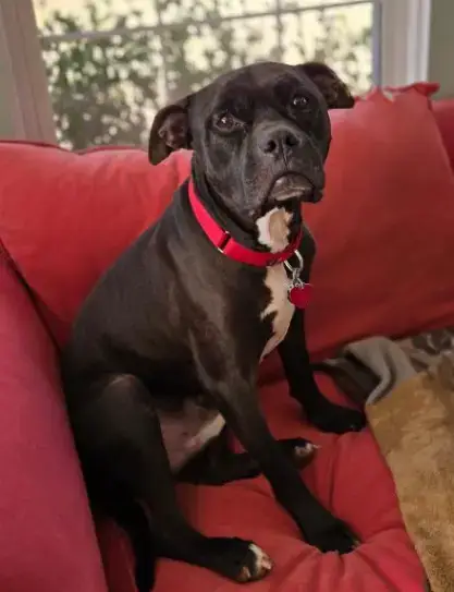 Dexter photo 3