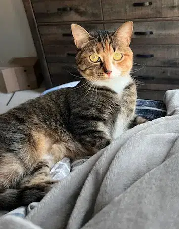 Juliet
