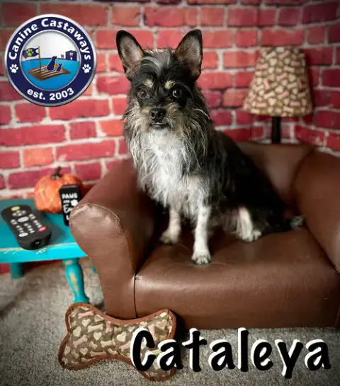 Cataleya photo 3