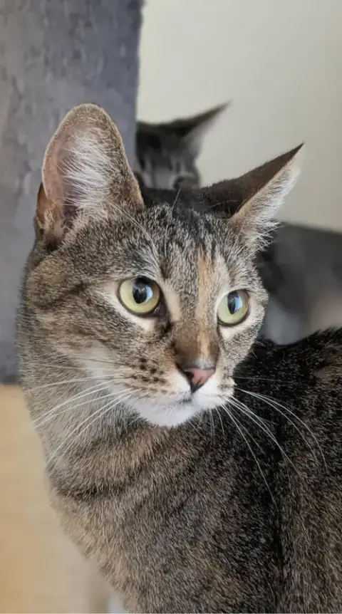 Coco