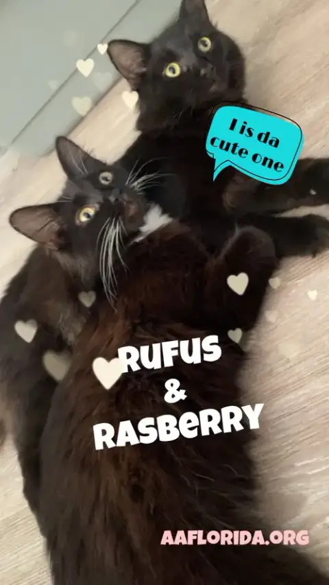Rufus photo 2