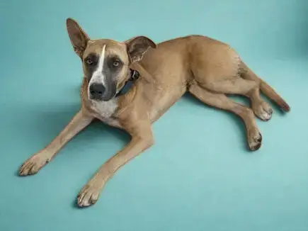 Ralphie