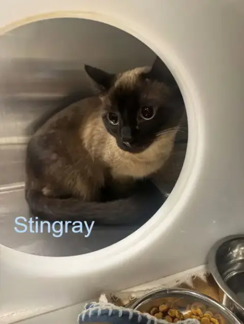 Stingray