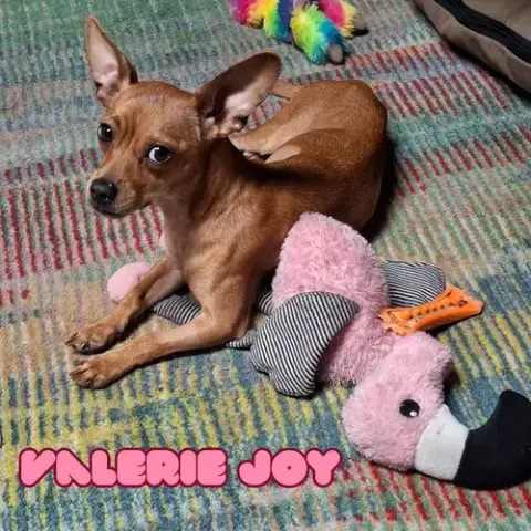 Valerie Joy photo 3
