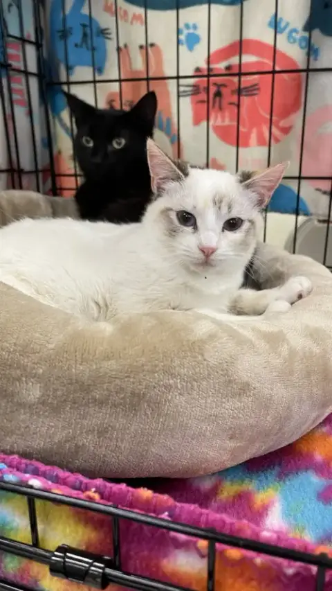 Mali And Dixie