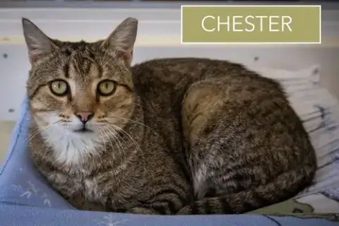 Chester photo 5