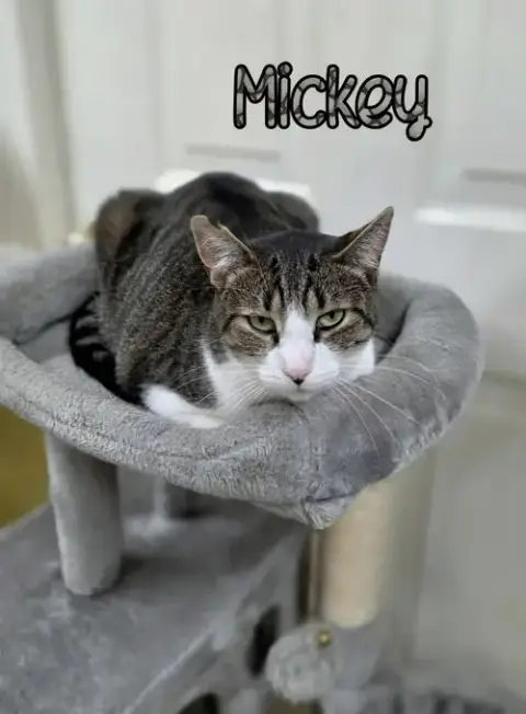 Mickey photo 3