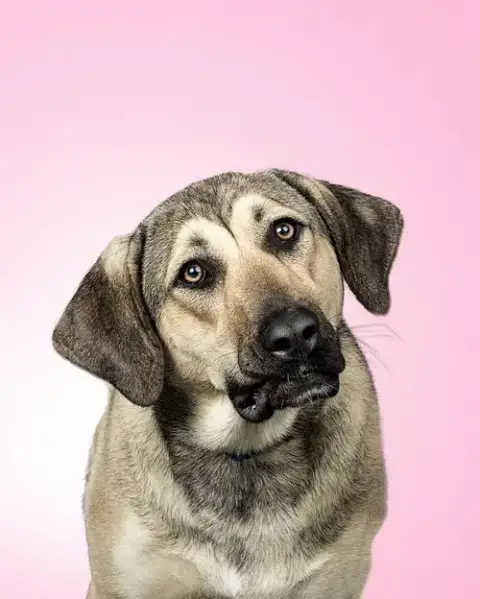 Finley