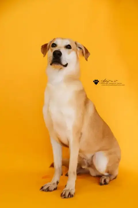 Rupert- $75 Adoption Fee! Diamond Dog!