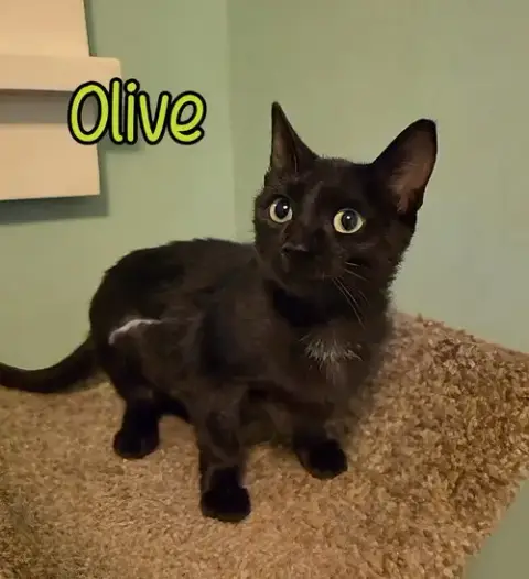 Olive photo 4
