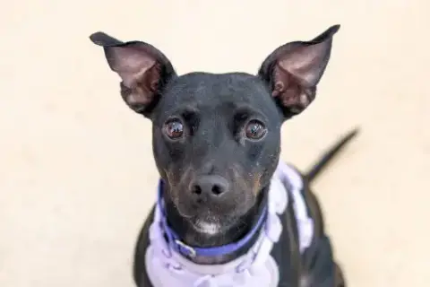 Adopter Savvy