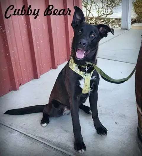 Cubby Bear