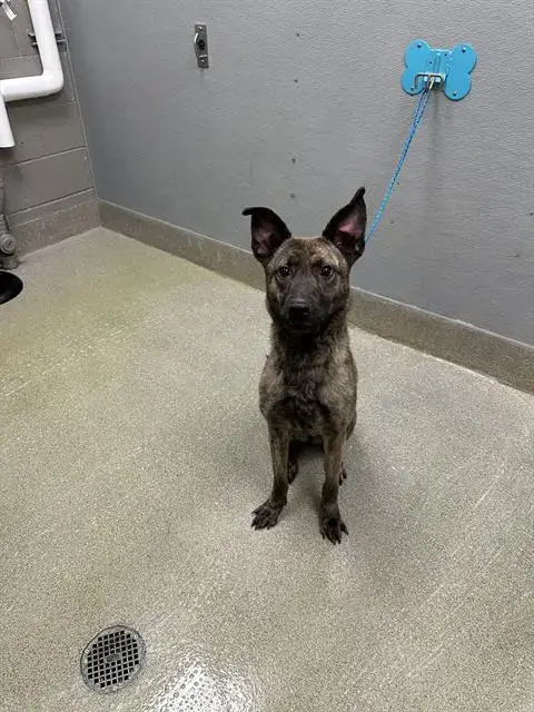 Stella